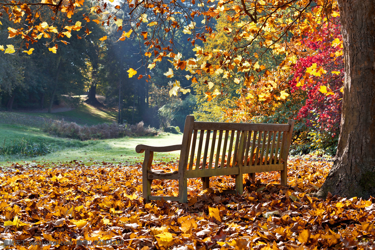 木 椅子 树叶 风景 秋天 枫 树林 木椅子 黄叶 落叶 秋天树林风景 秋季美景 美丽风景 秋季景色 自然风景 自然景观 黑色