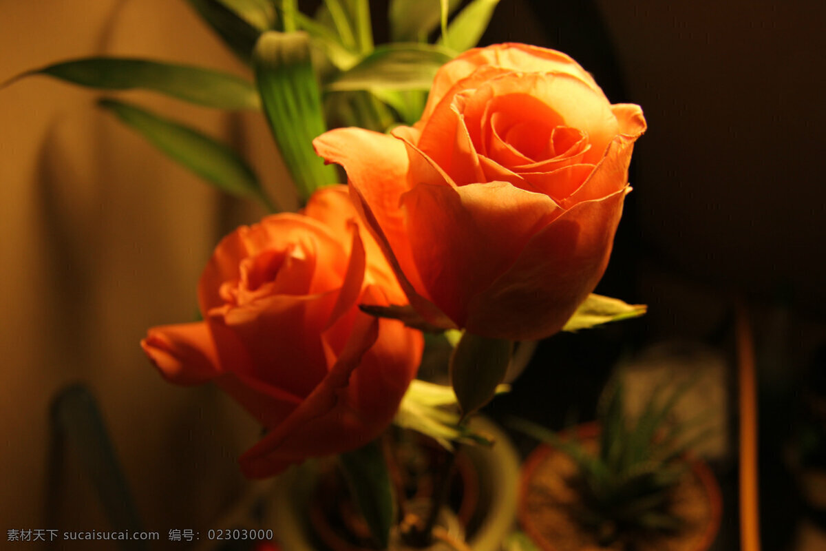 玫瑰 灯光 花草 花朵 浪漫 情人节 生物世界 节日素材 情人节七夕