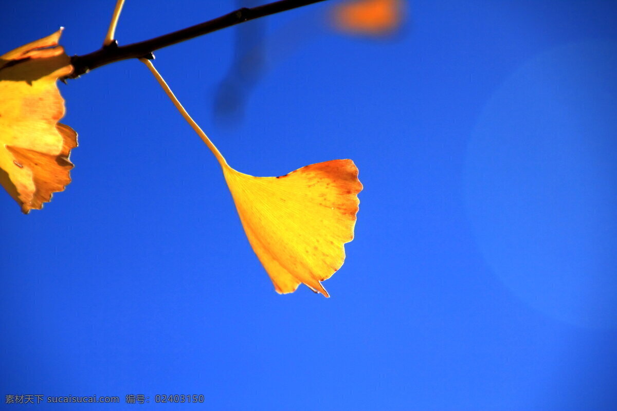 银杏树叶 植物 树叶 自然 银杏 黄叶 树枝 蓝天 白云 天空 植物花卉 生物世界 树木树叶