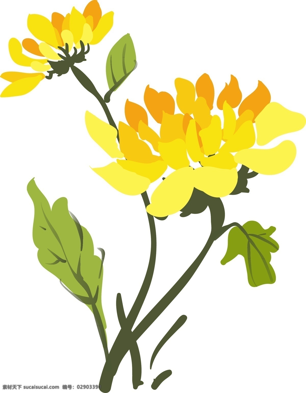 手绘 黄色 菊花 插画 美丽的鲜花 黄色的菊花 漂亮的鲜花 创意鲜花插画 妖艳的花朵 手绘鲜花插画