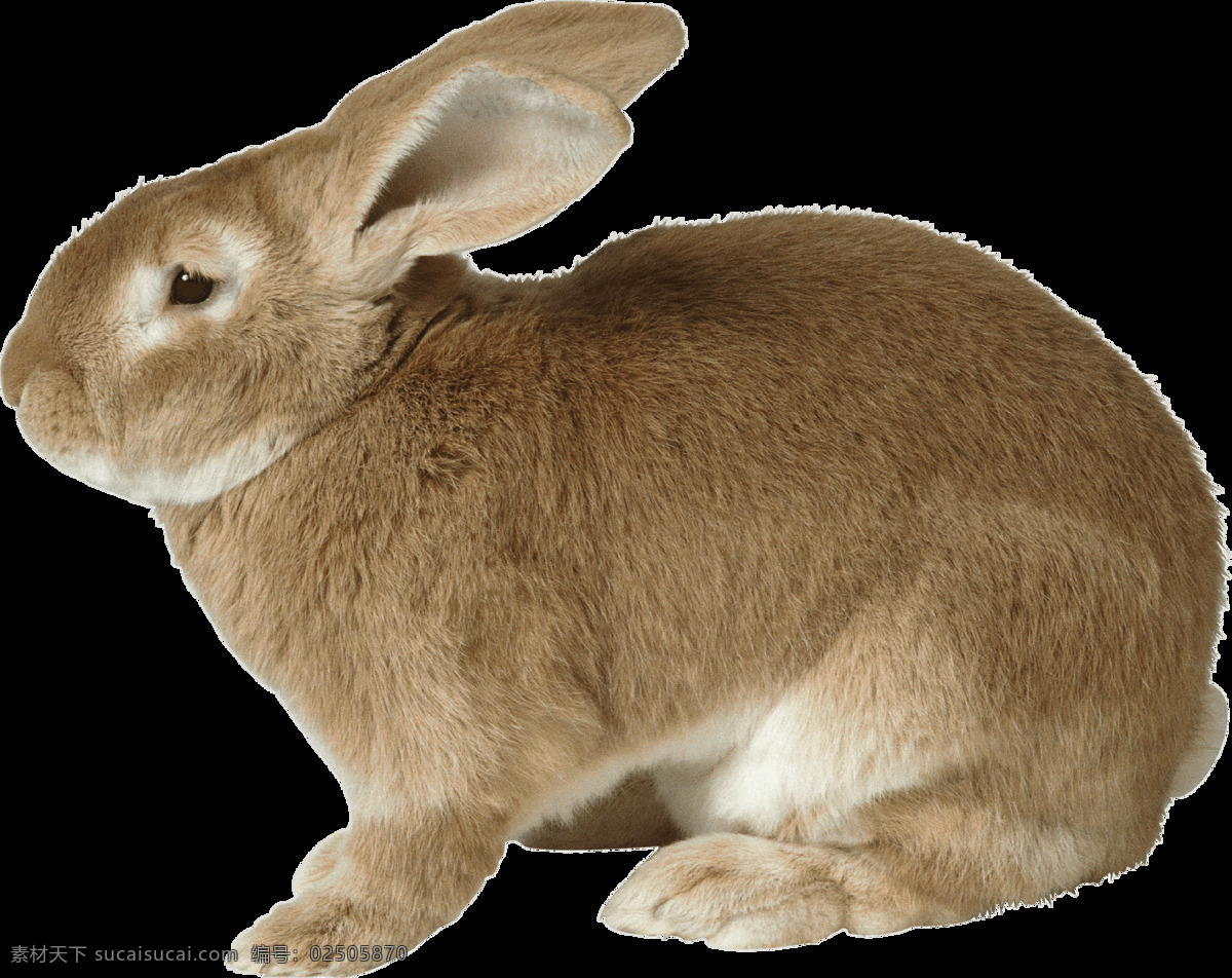 真实 兔子 透明 中秋节 节日 动物 广告素材 实物素材 多色 免扣素材