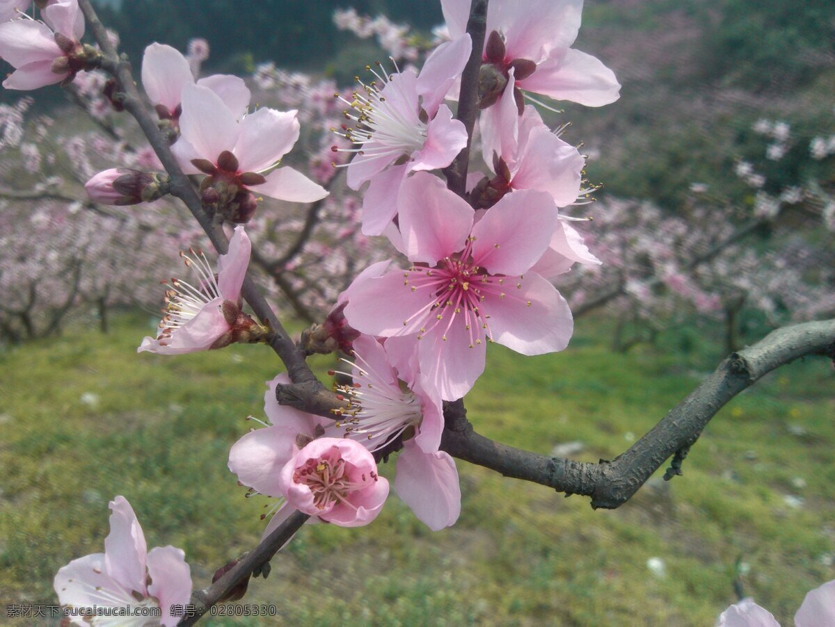 桃花 成都 春季 花草 骑行 生物世界 龙泉山 psd源文件