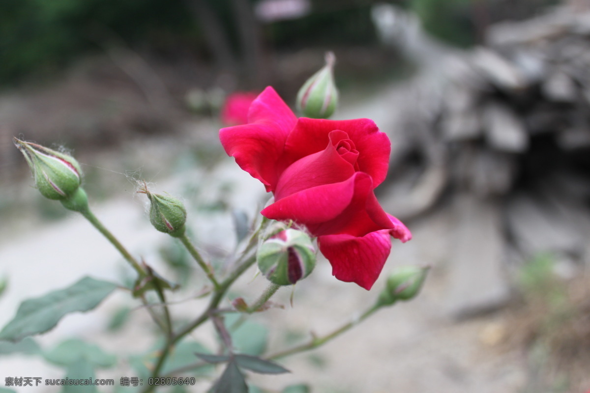 月季花 春天美景 花 花草 花朵 生物世界 春天月季花 psd源文件