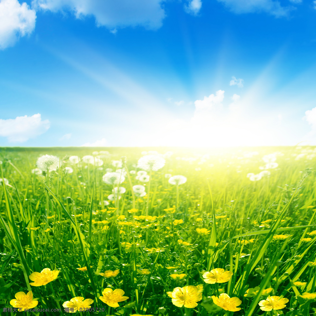 蓝天 白云 草地 美丽风景 景色 草原 美景 日出 阳光 照射 平原 青草 绿地 野花 自然风景 自然景观 黄色