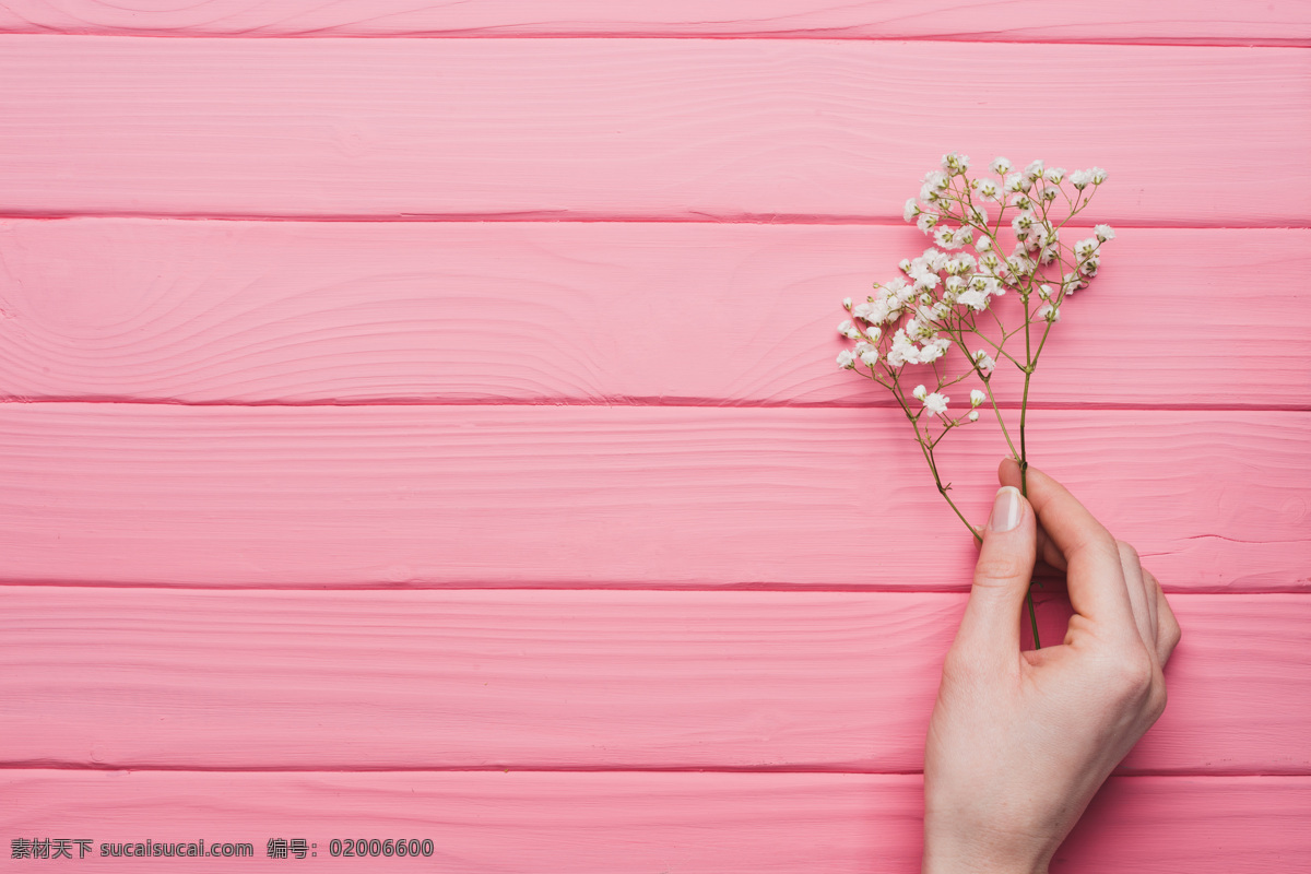 粉色木纹背景 手拿鲜花 鲜花 康乃馨 动作 粉色 木纹 背景 背景底纹 自然景观