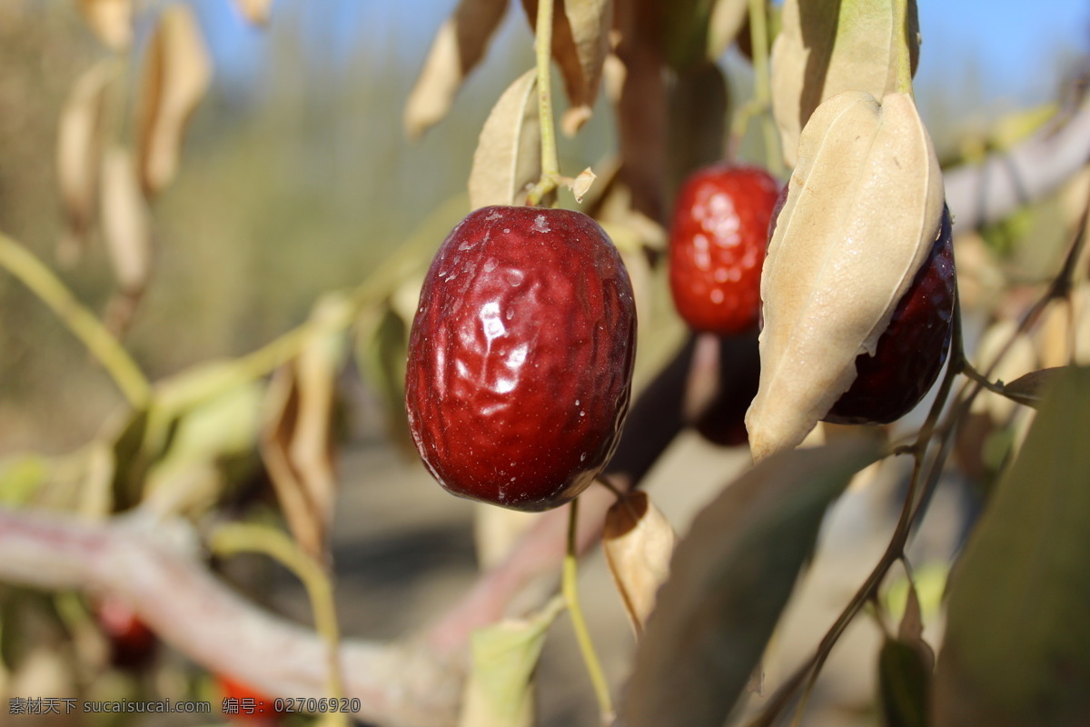 若羌红枣 枣园 红枣 特写 新疆风光 树上吊干红枣 生物世界 水果