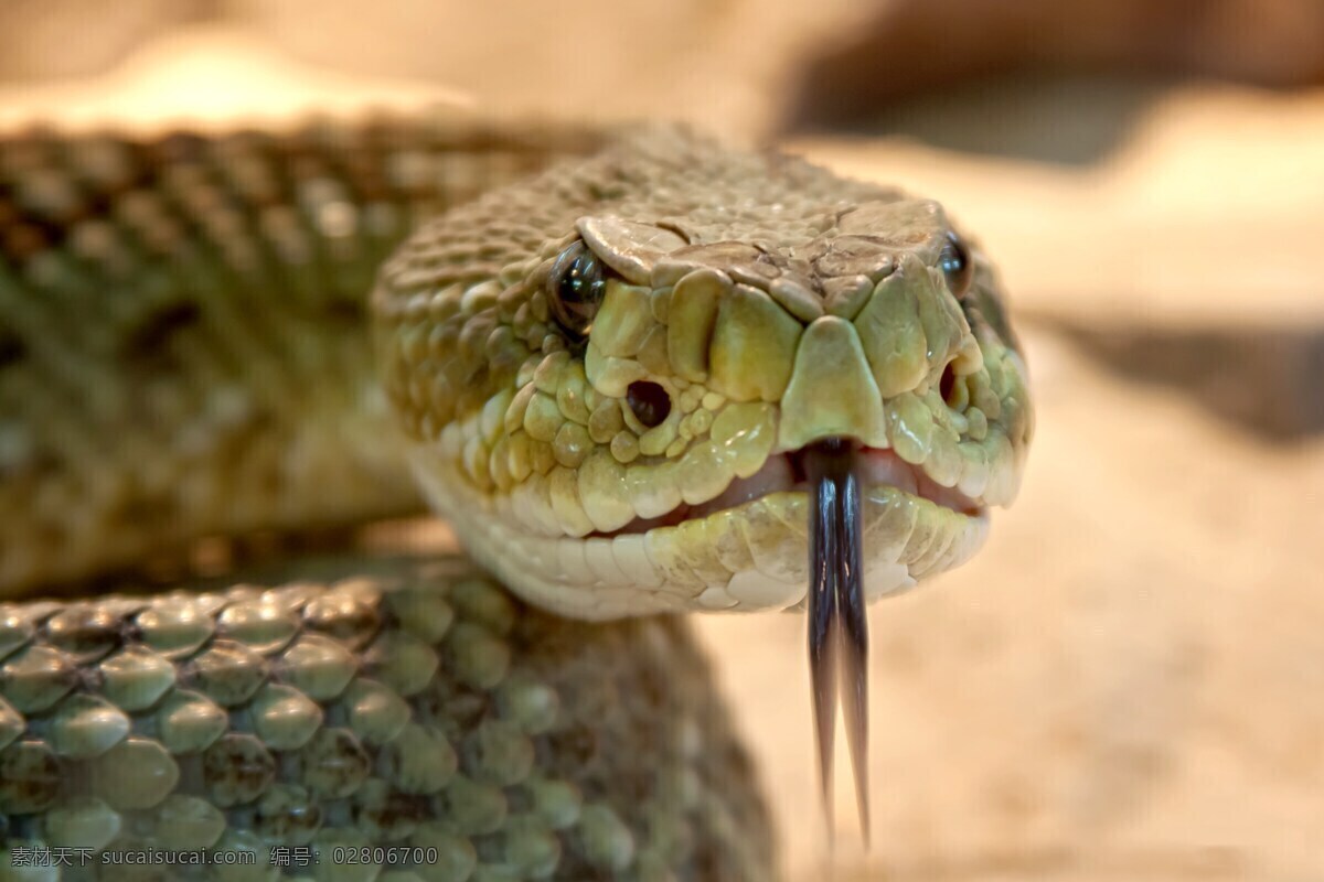 吐 舌头 响尾蛇 蛇 吐舌头 黄色