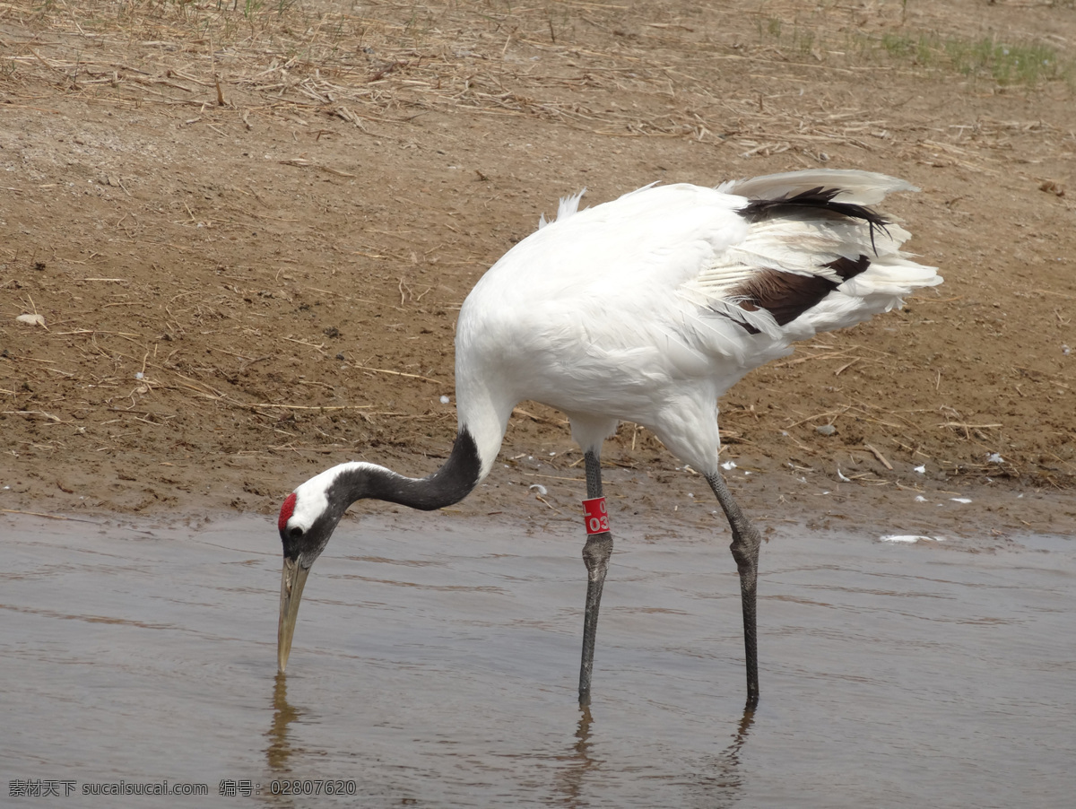 丹顶鹤 鹤 国家保护动物 湿地 生物世界 鸟类