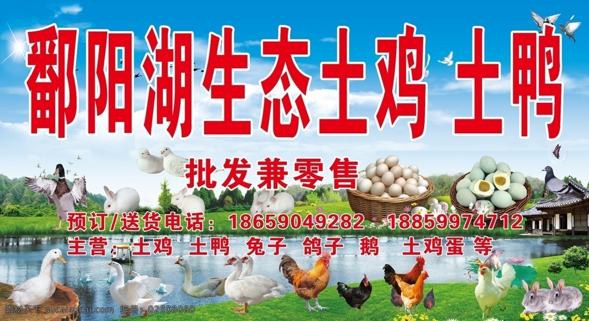 鄱阳湖 生态 土鸡 土 鸭 店 招 土鸭 批妇兼零售 预订 送货 电话 主营 鸽子 鹅 土鸡蛋 草地 兔子 花草树木 湖边 河边 房子 草丛 广告牌 店招 卖 分层 源文件