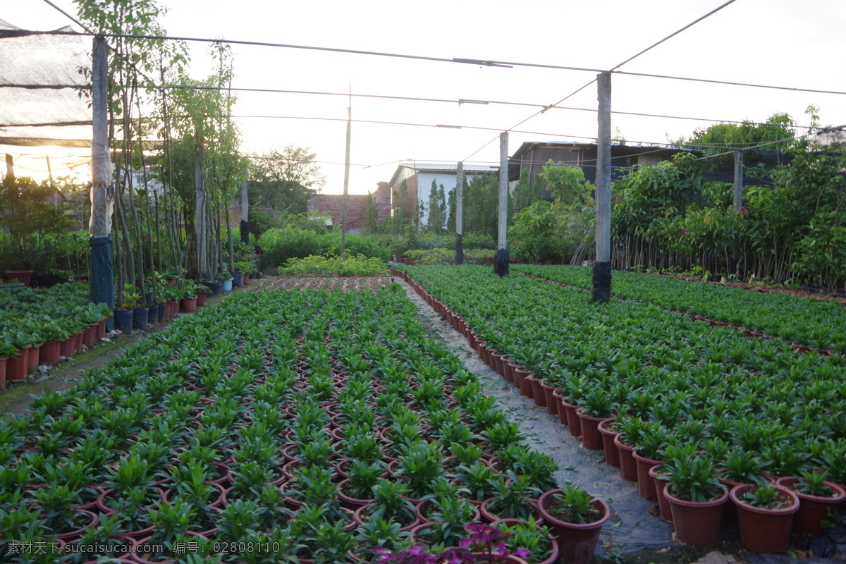 种植园 电杆 电线一相 一行 蔬菜 菜地 韭菜 白菜 芹菜 蒜子 菜农 菜棚 房屋 蓝天 白云 现代科技 农业生产