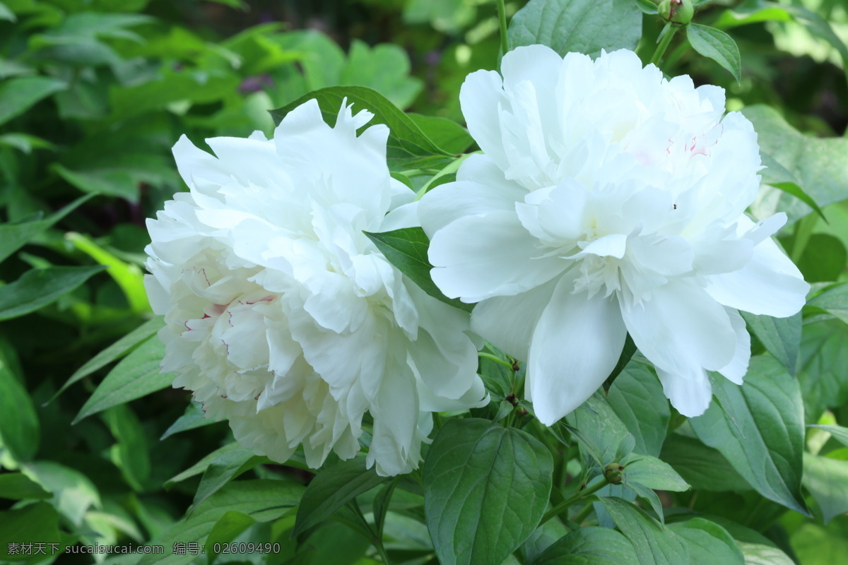 芍药花 芍药 将离 离草 花卉 花儿 花骨朵 花草 植物 园林绿化 绿化景观 花朵 花蕊 芍药牡丹 生物世界