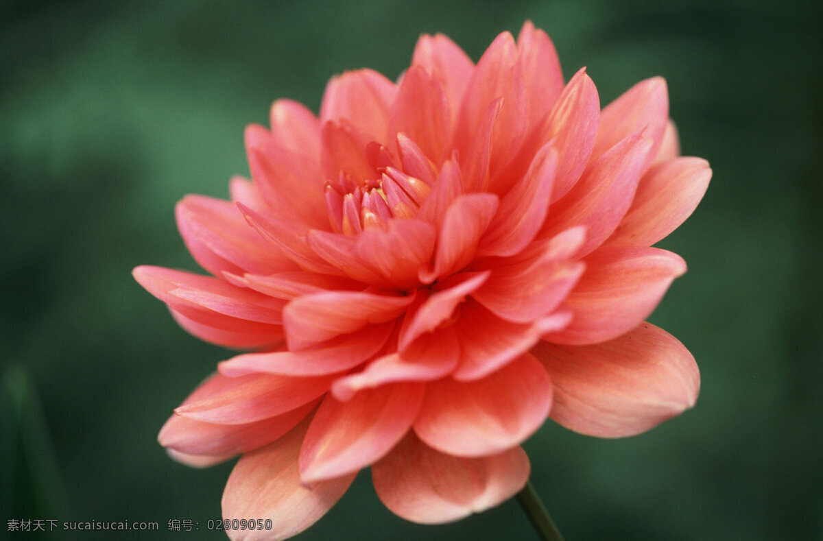 红色 花朵 野花 红色花朵 花卉 鲜花 美丽鲜花 美丽风景 摄影图 鲜花背景 花草树木 生物世界