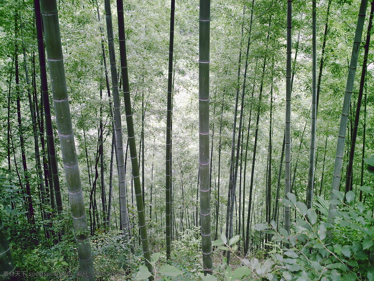 竹海 旅游摄影 人文景观 摄影图库 游记 竹林 竹子 矢量图 日常生活