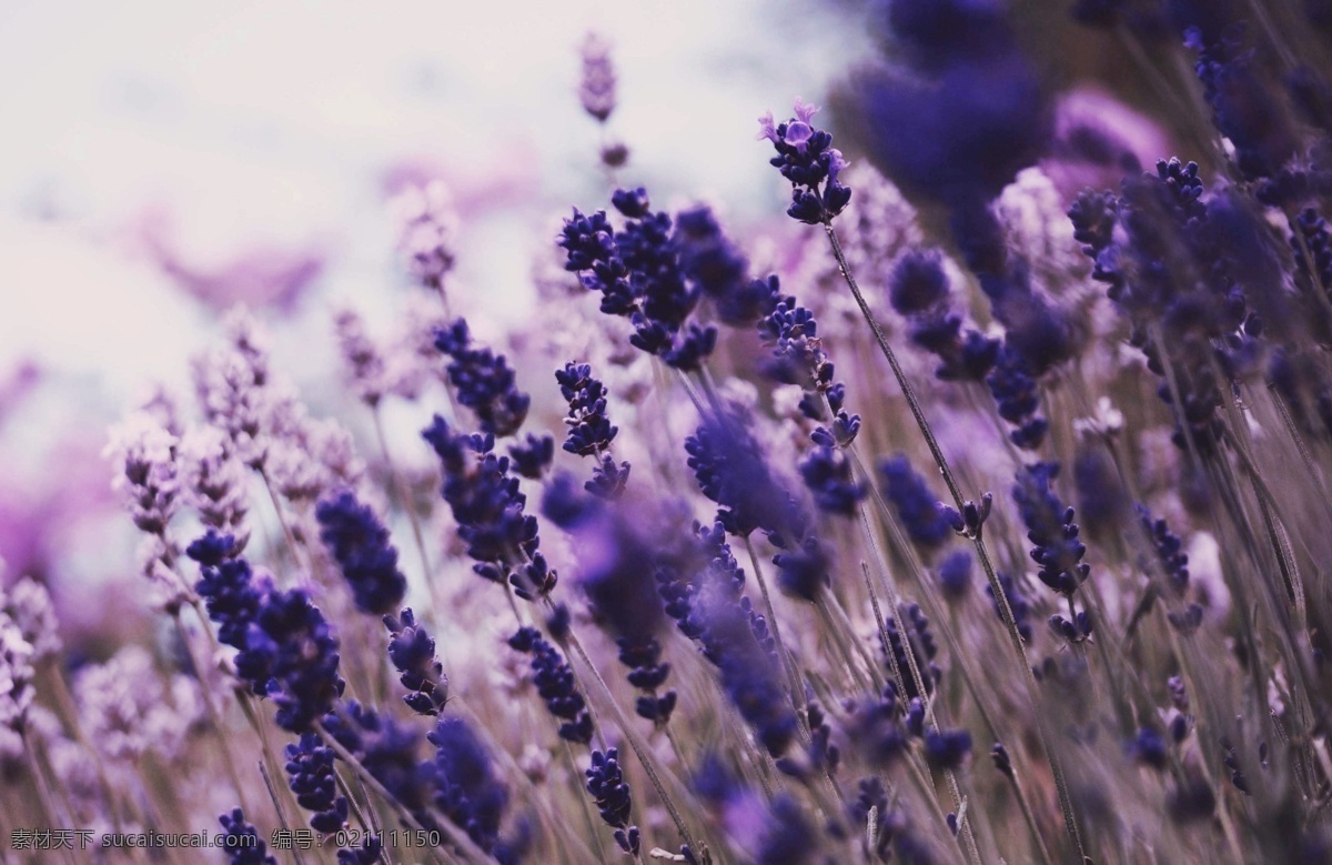 紫色 花朵 花卉 鲜花 花卉风景 春天景象 野花 紫色花朵 花草 花草树木 生物世界