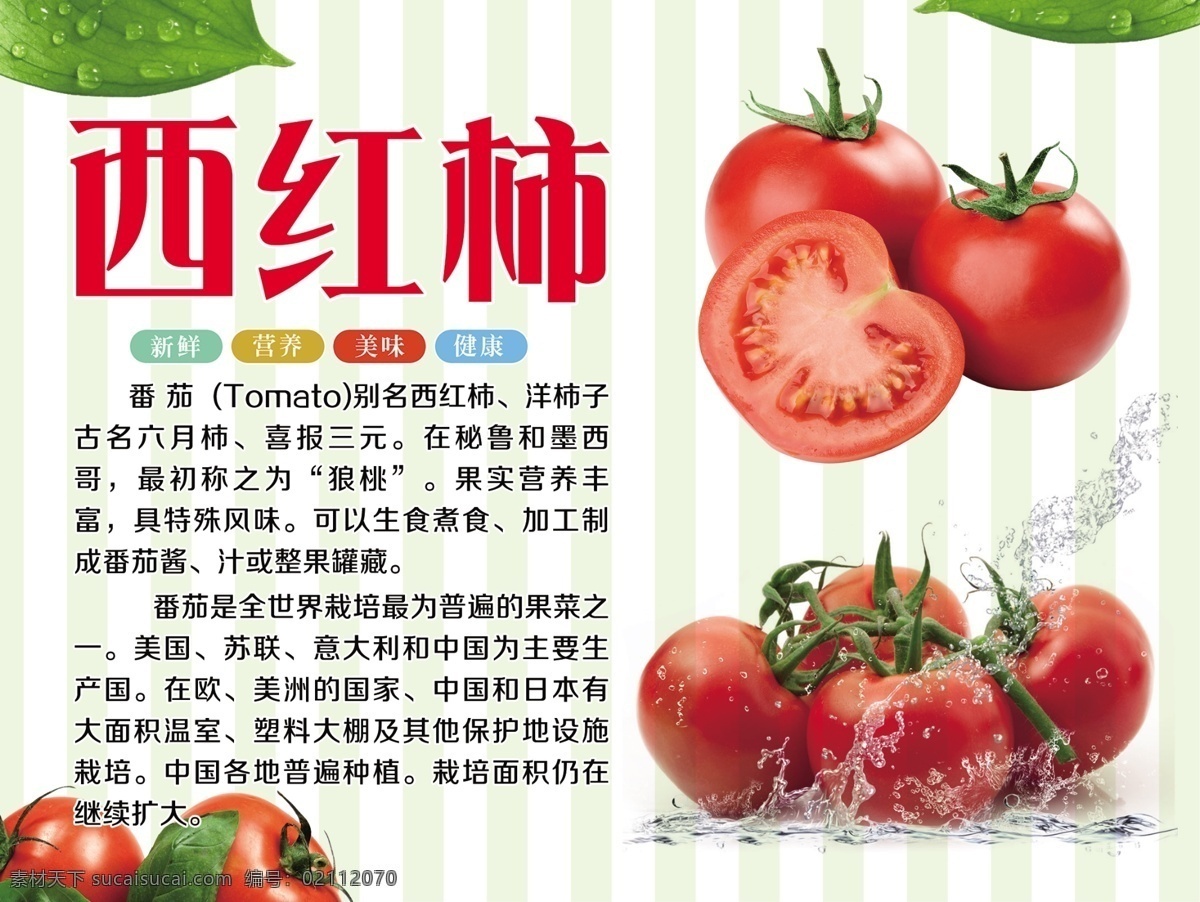 西红柿海报 西红柿展板 西红柿功效 西红柿介绍