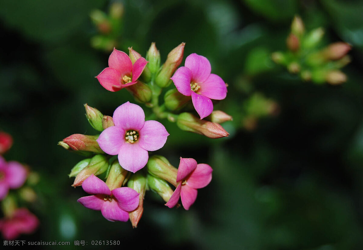 美丽 长春花 春天 春天的花 花草 生物世界 小花 美丽长春花 粉红色小花 psd源文件