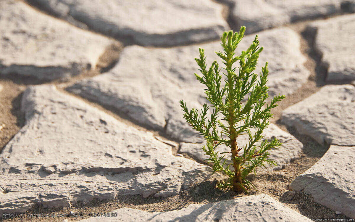 荒漠 裂痕 绿洲 小树苗 点缀 田园风光 自然景观 灰色