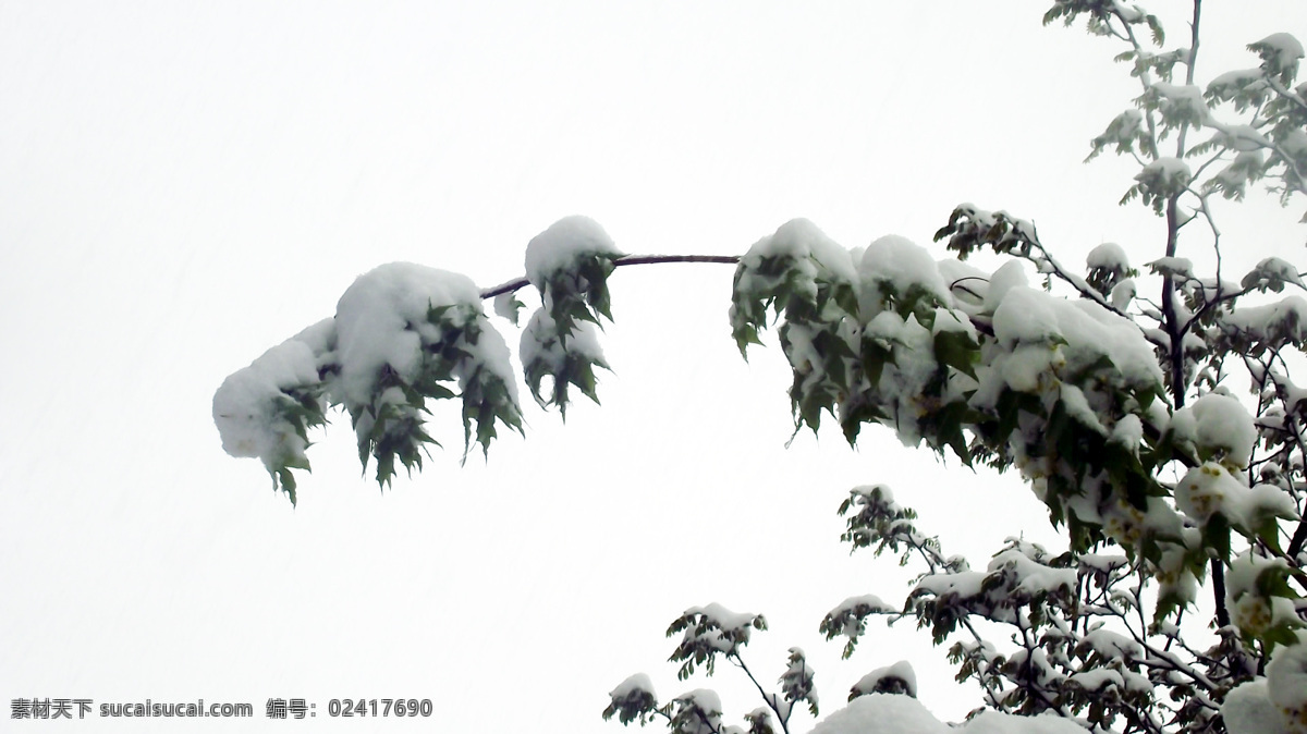 雪景 春天 风景 绿色 天空 雪 自然风景 春雪 春天的雪 自然景观 psd源文件