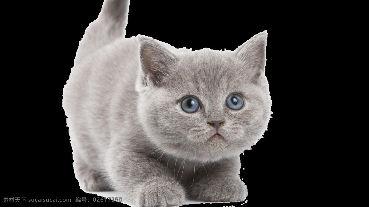 灰色 可爱 小猫 免 抠 透明 灰色可爱小猫 小 猫咪 灰色可爱的猫 小猫咪图片 小猫海报素材 猫咪素材 小猫素材