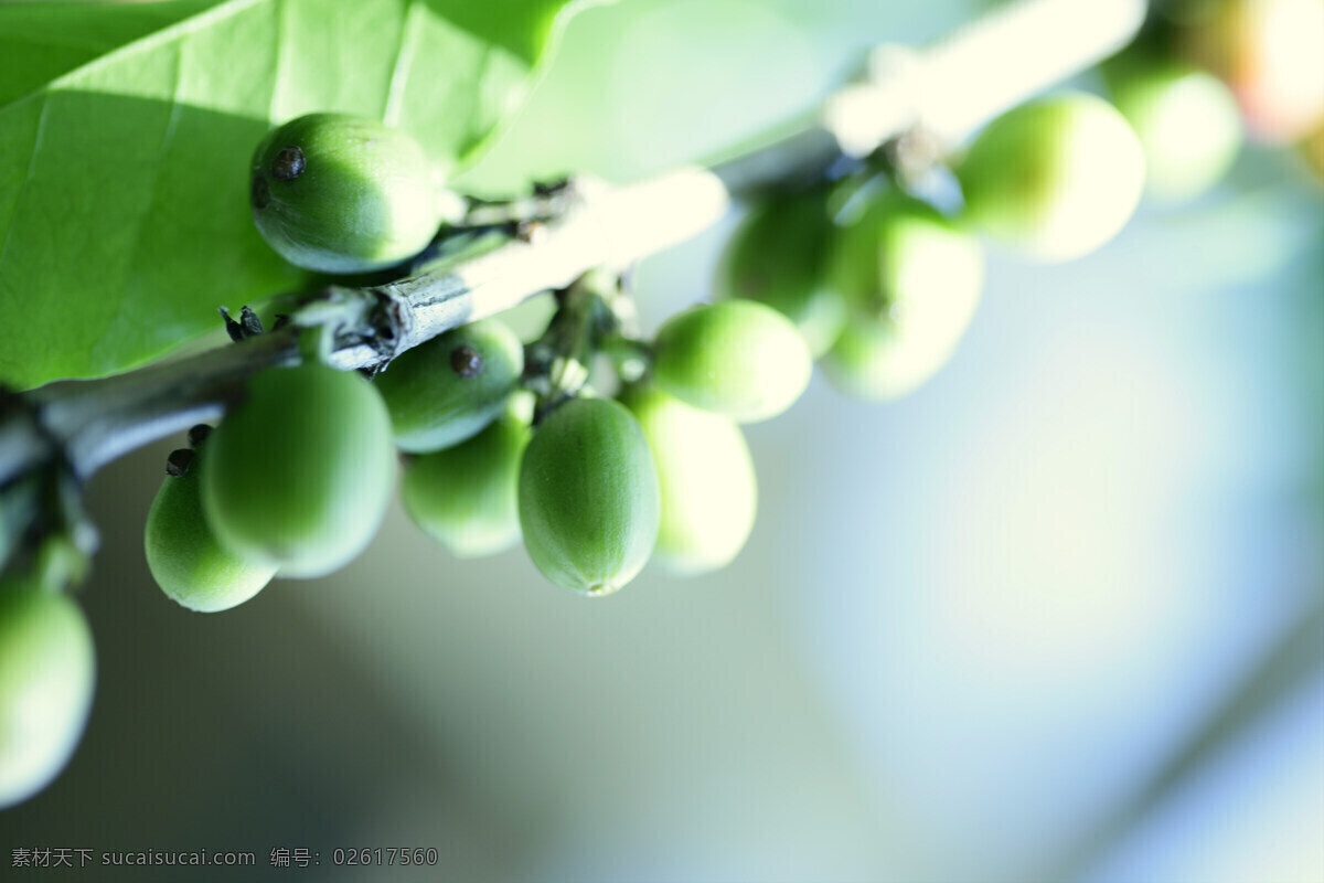 咖啡豆树 咖啡豆 咖啡 咖啡树 咖啡叶 树上结的咖啡 未成熟咖啡豆 树木树叶 生物世界 高清摄影