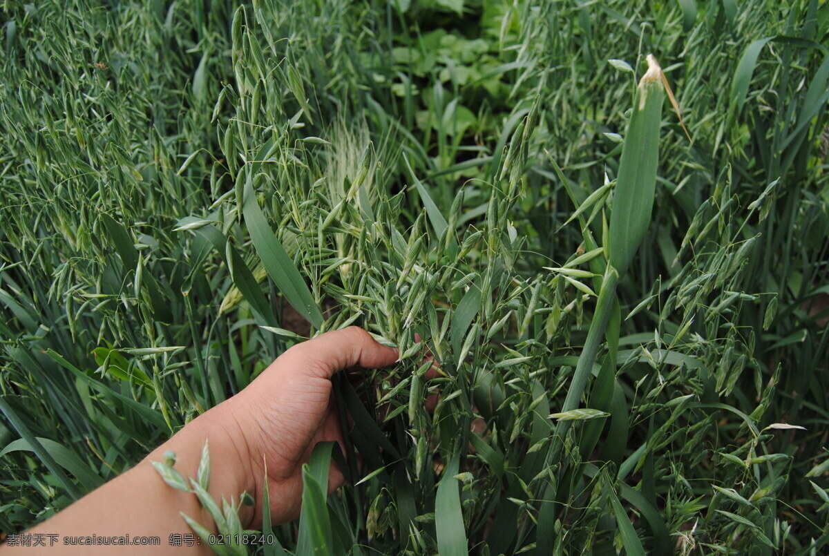燕麦秧 燕麦地 东北 黑龙江 有机燕麦 农业 生产 现代农业 粮食 植物 生物世界 其他生物