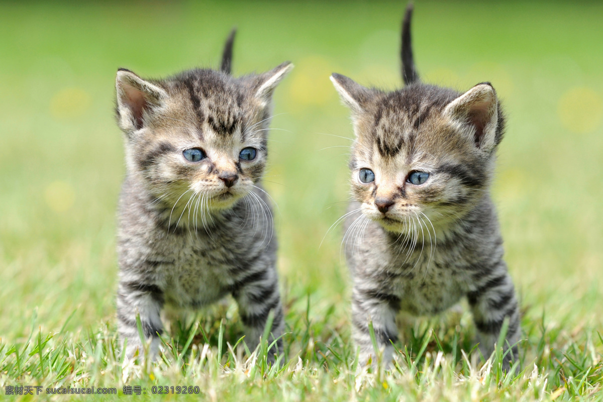 草地 上 两 只 小猫 猫 宠物猫 宠物 小猫素材 小猫摄影 动物 可爱 动物世界 影音娱乐 生活百科