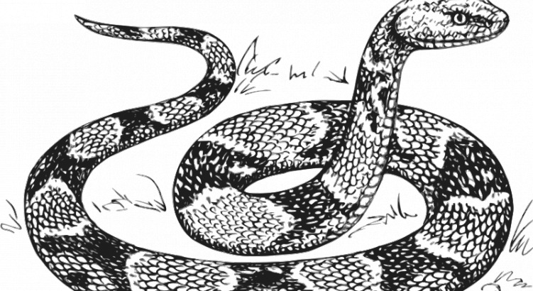 铜 斑 蛇 矢量 图像 白色 动物 黑色 剪贴画 轮廓 生态 生物 线 艺术 剪辑 爬行动物 铜斑蛇 svg 生物世界