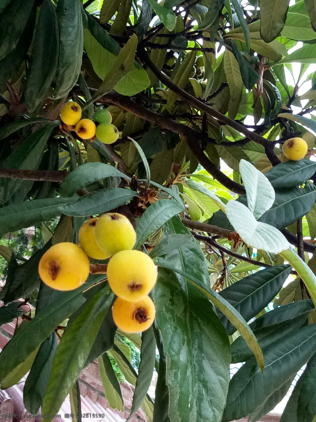 枇杷树 水果 新鲜水果 新鲜枇杷 枇杷王 植物 果实 生物世界
