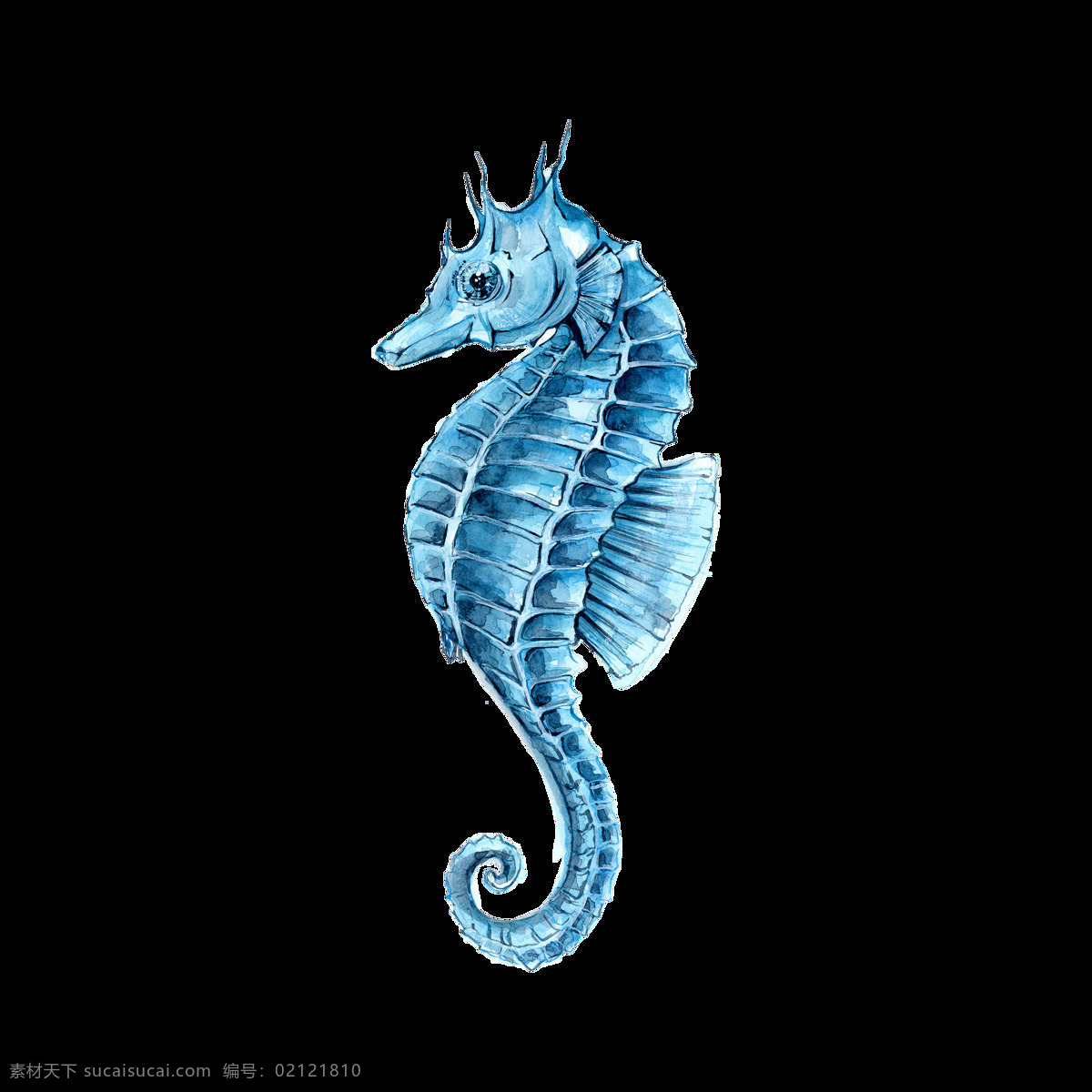 海马 水 鱼 海 海洋 背景 动物 自然 水族馆 生物世界 海洋生物