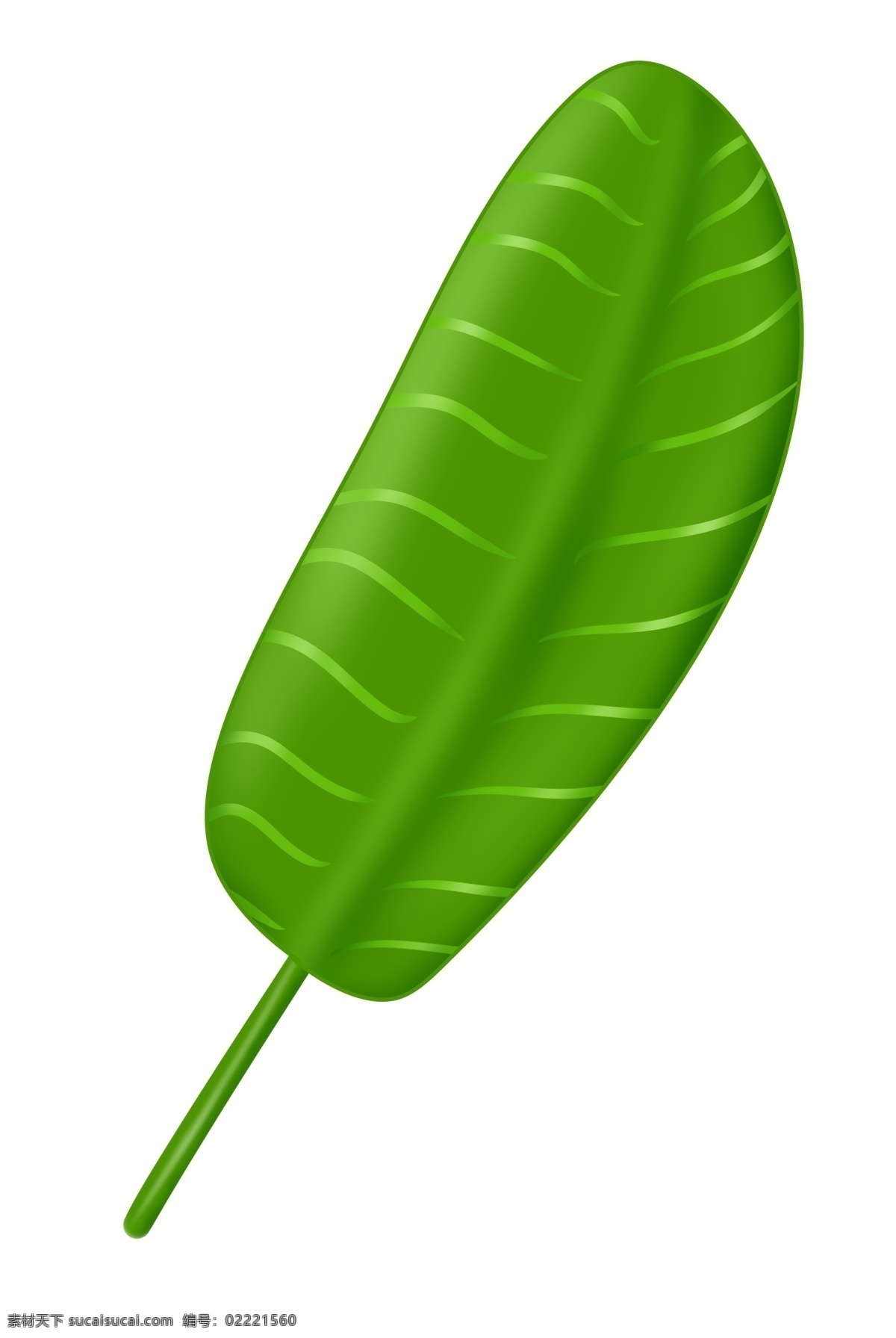 芭蕉树叶叶片 绿色 热带植物 叶子