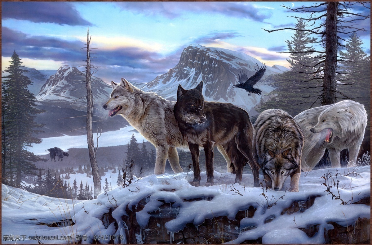 雪原上的狼群 狼 雪狼 狼群 雪地 雪原 森林 树林冬天 七匹狼 狼性 团队 乌鸦 生存 励志 精神 草原 动物植物 生物世界 野生动物