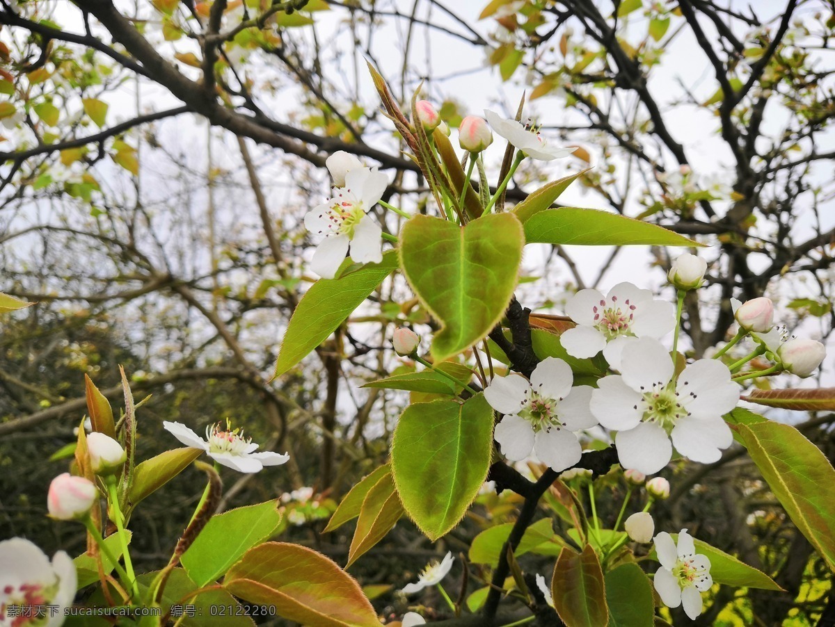 梨花 春天 花朵 绿色 植物 自然景观 自然风景
