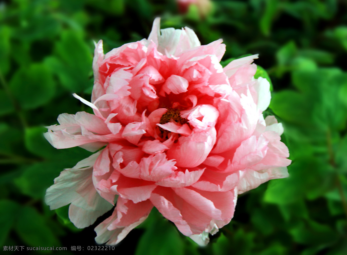 花卉 牡丹花 牡丹图片 粉红牡丹 鲜花 花朵 鲜花集锦二 生物世界 花草