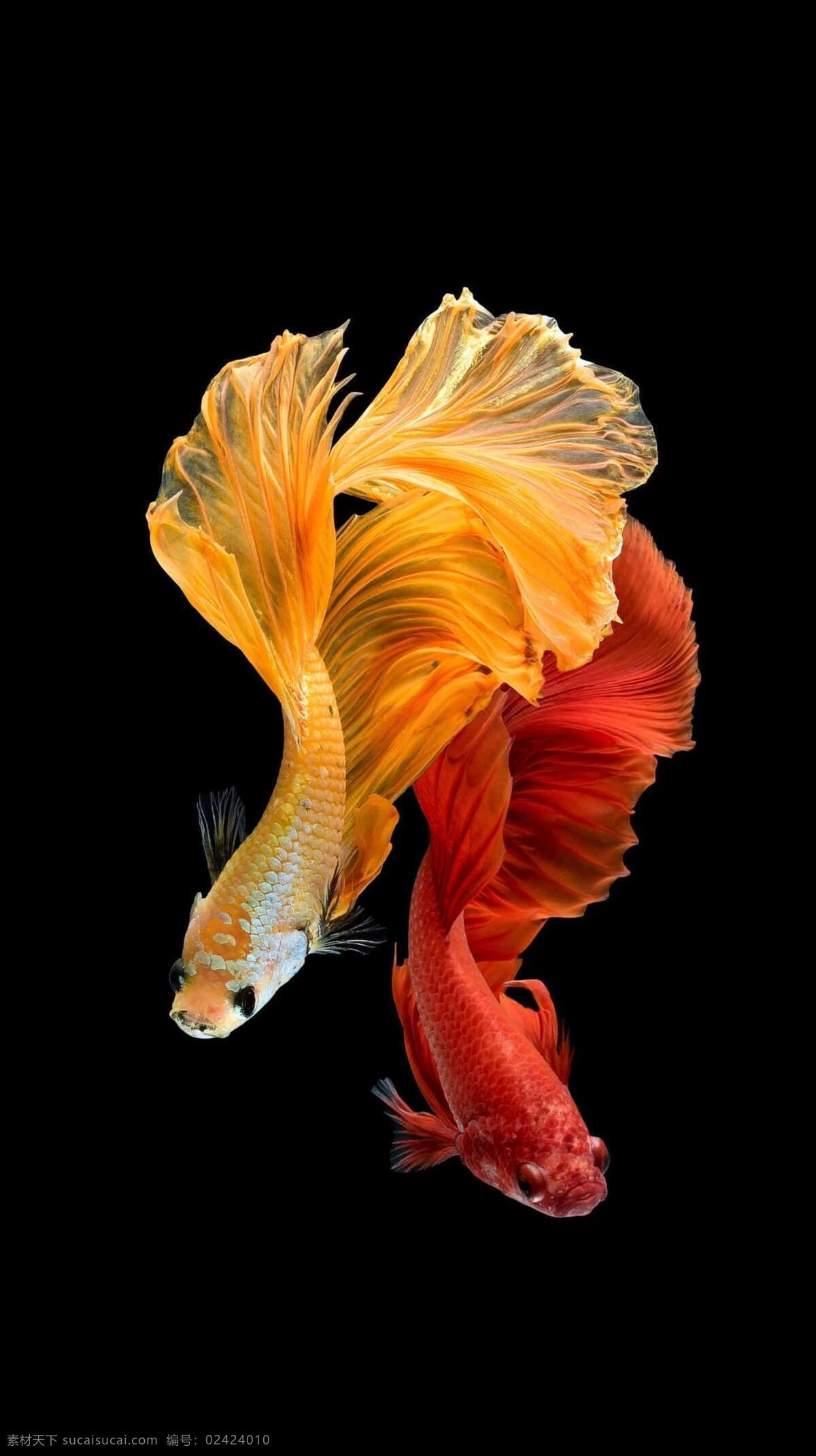 斗鱼 金鱼 观赏鱼 橙色 红色 鱼 凤尾 动物 动感 流动
