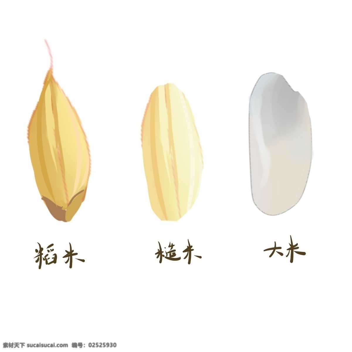 稻米 糙米 大米 手绘 区别 插画 创意大米 糙米插画 稻米插画 米类区分插画 食物 五谷之分