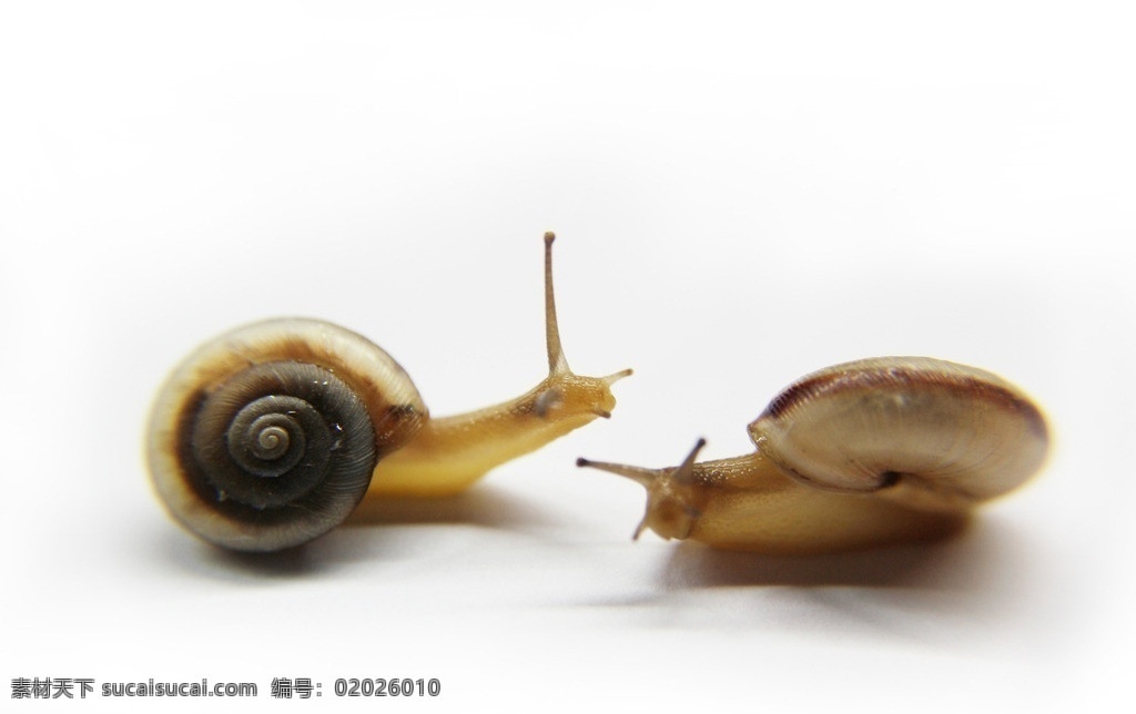 蜗牛 蜗牛触角 蜗牛壳 触角 蜗牛爬行 蜗牛精神 蜗牛特写 软件动物 水滴 一对蜗牛 有壳类动物 微距摄影 生物世界 昆虫