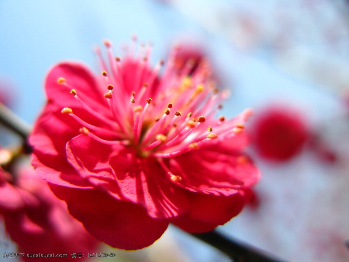 红梅 红色 梅花 花草 春 冬 公园 植物 风景 生物世界