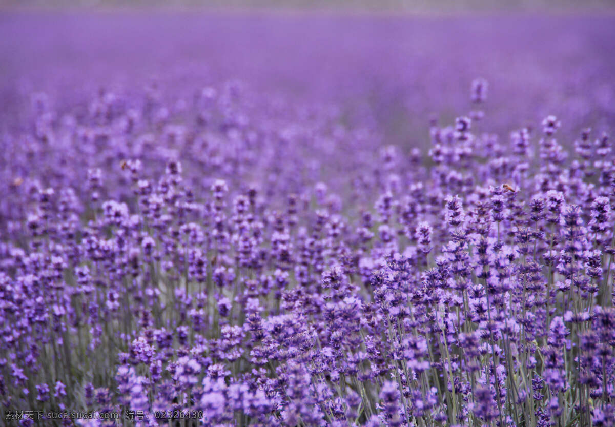 薰衣草 紫色花海 花朵 梦幻鲜花 唯美花卉 花草 生物世界