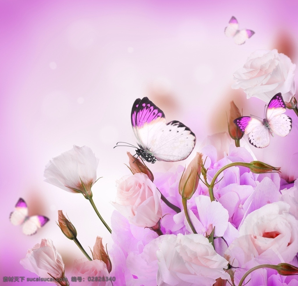 粉玫瑰 粉色花朵 玫瑰花 鲜花 花卉 花朵 粉色 唯美花朵 唯美意境 花草 生物世界