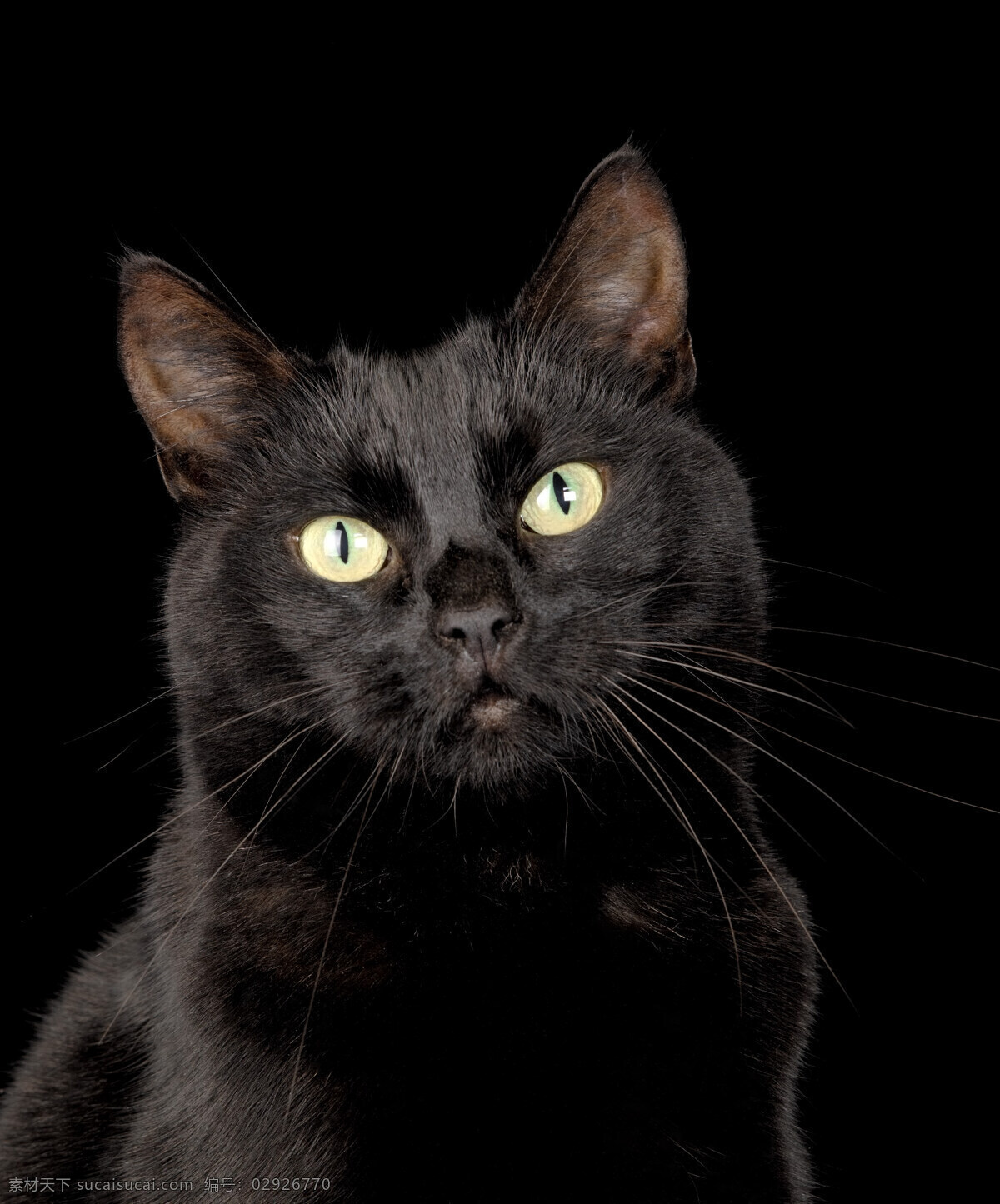 可爱 小 黑猫 小猫 猫咪 萌 宠物猫 动物世界 猫咪图片 生物世界