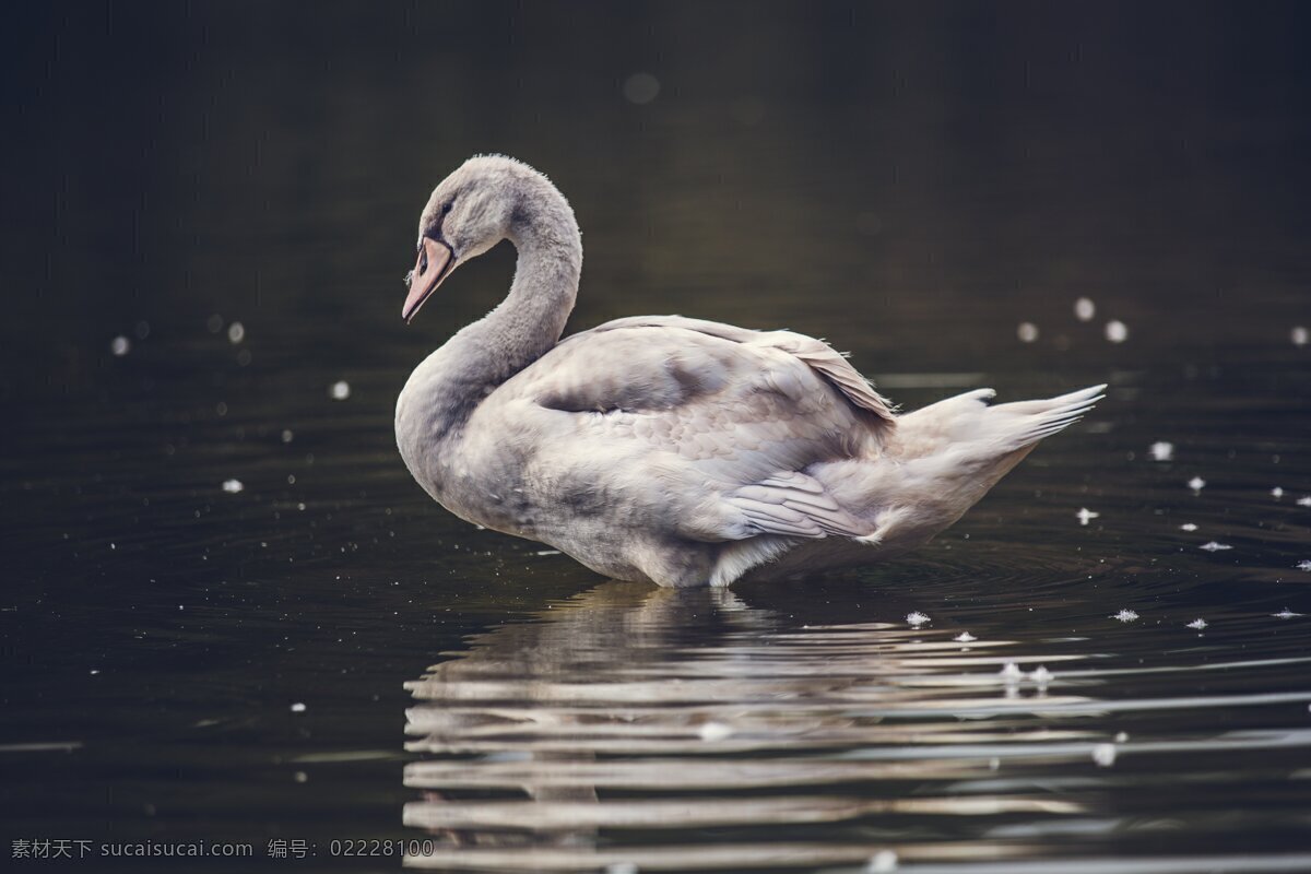 灰色天鹅 灰色 天鹅 鸟类 池塘 水纹 摄影专辑 生物世界