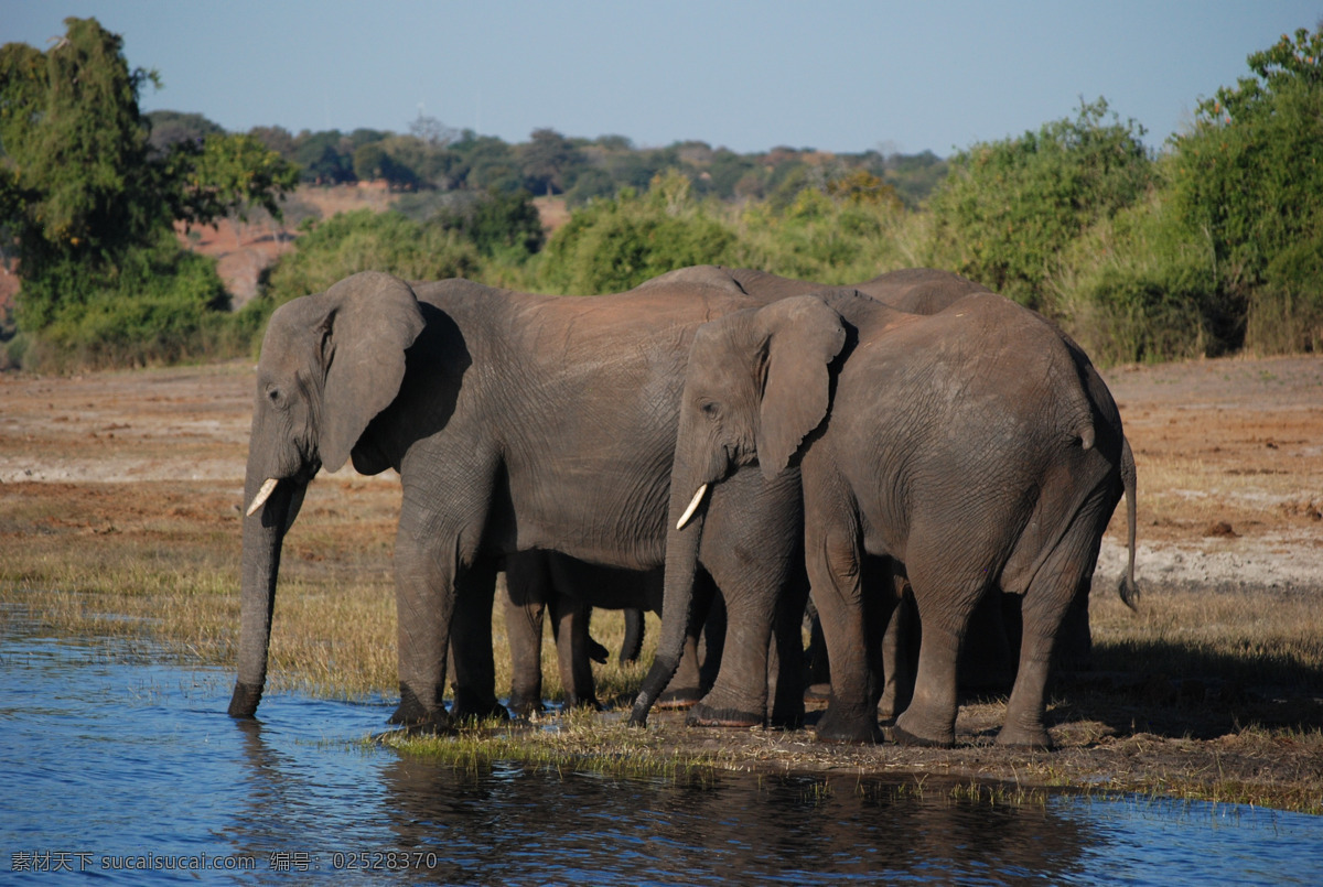 象图片 大象 野象 象 象群 亚洲象 非洲象 小象 蓝天 白云 大象图片 大象海报 野象图片 野象海报 一只小象 一只大象 一群小象 一群大象 可爱小象 可爱大象 暴躁大象 巨象 象牙 象头 大象头部 象腿 小象头部 大象鼻子 小象鼻子 人与自然 人象共舞 与象为伴 马上有对象 象象 动物昆虫 生物世界 野生动物