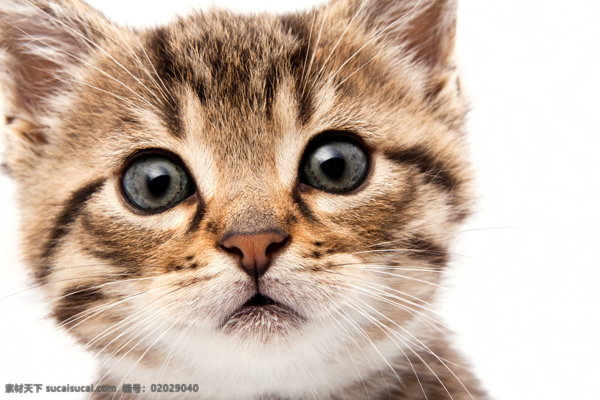 可爱 小猫 可爱小猫 猫咪 猫咪图片 生物世界