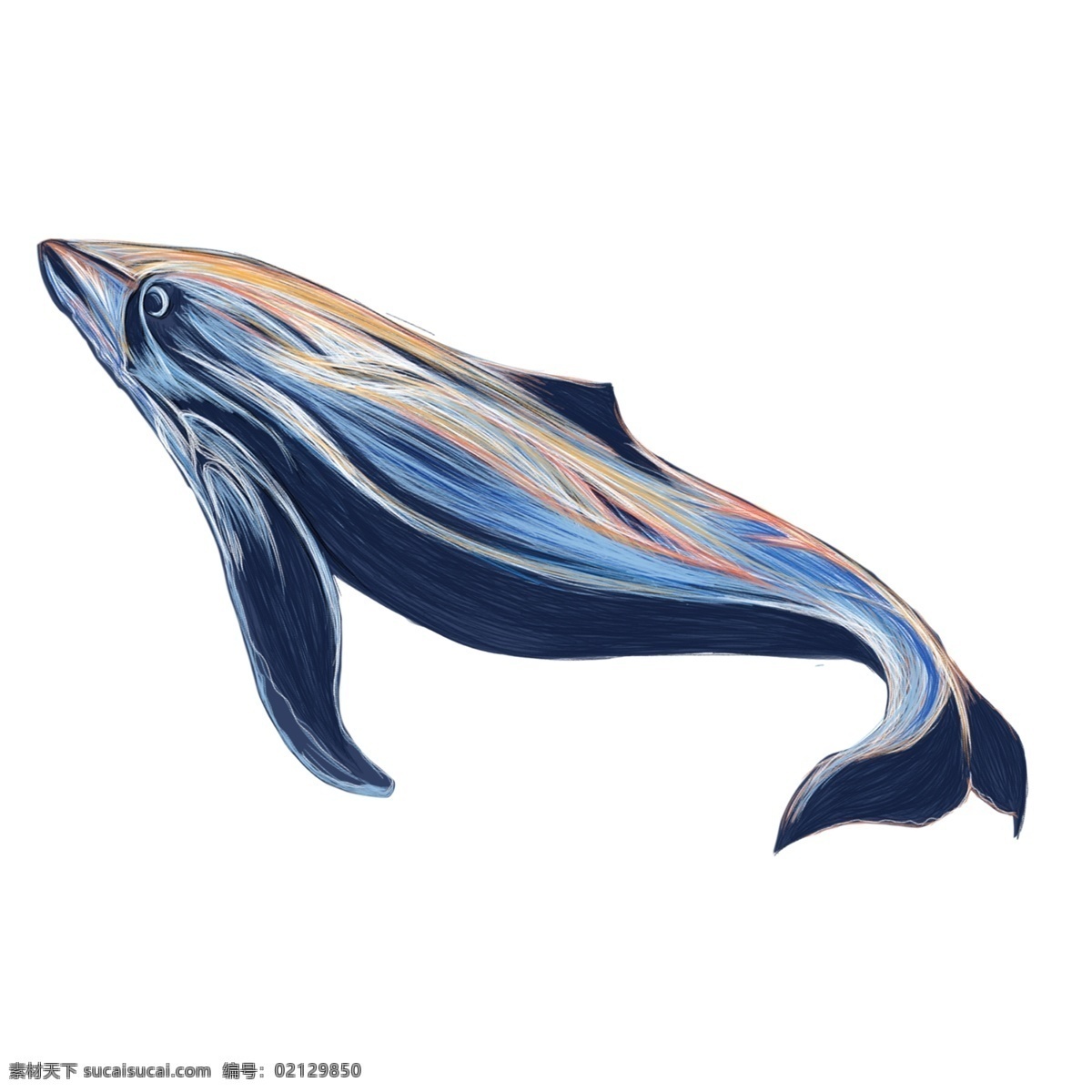 线圈 印象 鲸鱼 元素 手绘 插画 动物 鱼 线圈印象