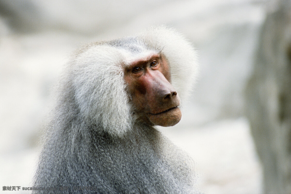 狒狒高清 非洲野生动物 动物世界 动物 jpg图片 非洲 野生动物 生物世界 摄影图片 猴子 狒狒 脯乳动物 高清图片 猴子写真 白毛猴子 白猴子 陆地动物 白色
