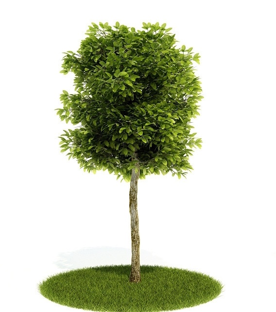 3d 绿色 树木 模型 3d植物模型 绿色树木 绿色植物 树 精美树木 树木三维模型 树木建模 3d树木模型 三维建模 3d模型 3d素材 精美 植物 其他模型 3d设计模型 源文件 max