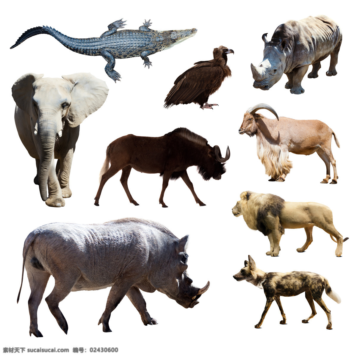 各种动物摄影 野生动物 动物世界 陆地动物 犀牛 狼 狮子 大象 鳄鱼 老鹰 生物世界 白色