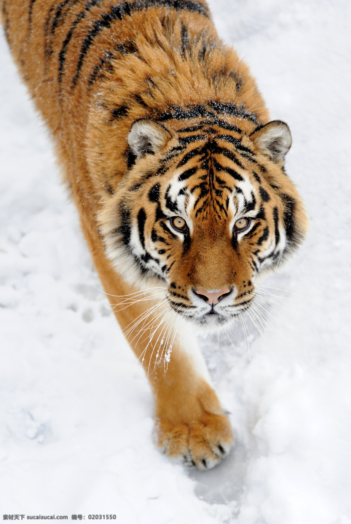 雪地 里 老虎 动物 生物 野生动物 陆地动物 生物世界