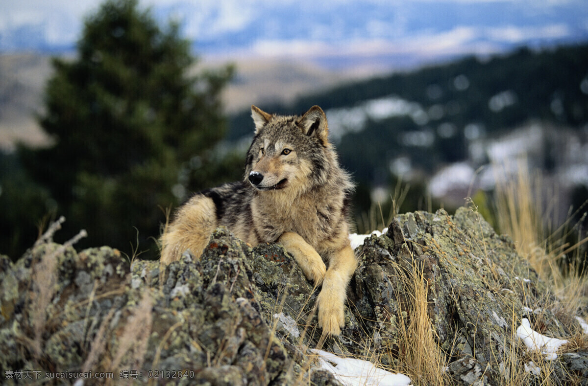 野狼 凶猛动物 世界动物 四脚动物 生物世界 野生动物 动物 摄影图库 300