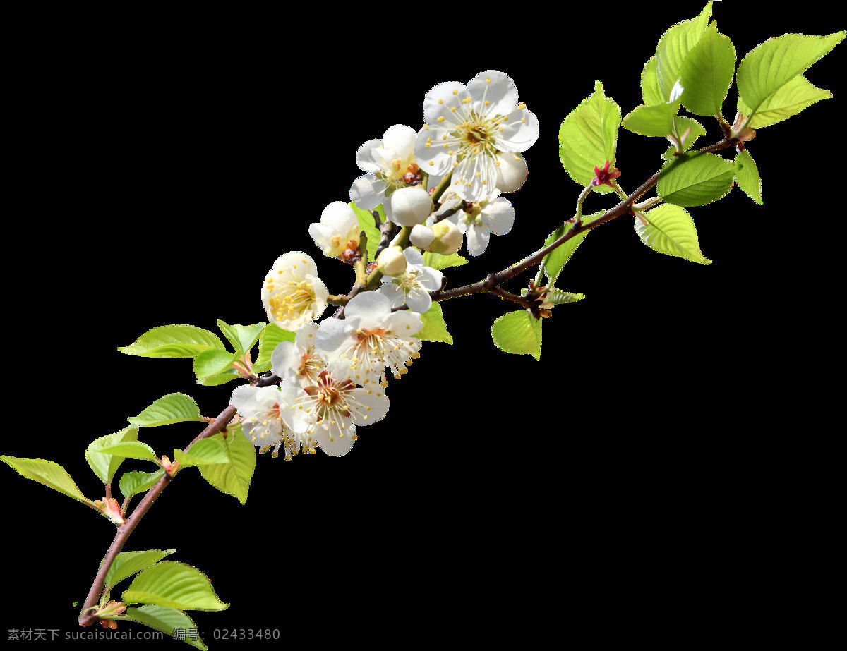 手绘 冬日 白花 绿叶 透明 花朵 植物 季节 典雅 脱俗 透明素材 免扣素材 装饰图片